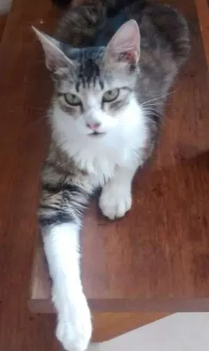 Gato raça SRD idade 1 ano nome Babaloo