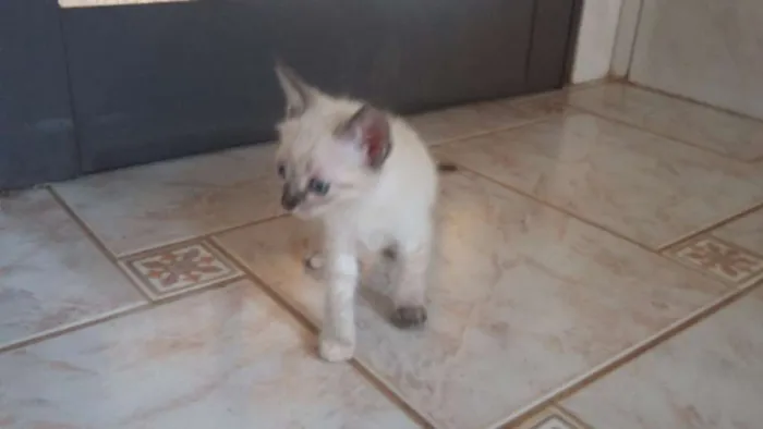 Gato ra a sem raça idade Abaixo de 2 meses nome sem nome