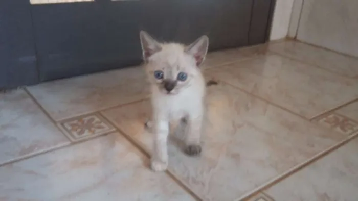 Gato ra a sem raça idade Abaixo de 2 meses nome sem nome