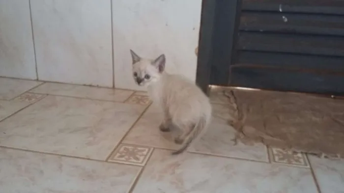 Gato ra a sem raça idade Abaixo de 2 meses nome sem nome