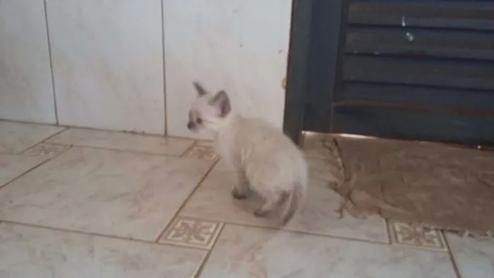 Gato ra a sem raça idade Abaixo de 2 meses nome sem nome