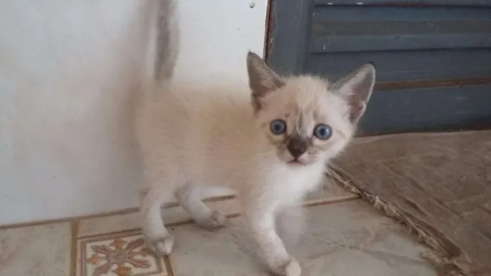 Gato ra a sem raça idade Abaixo de 2 meses nome sem nome