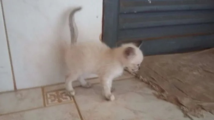 Gato ra a sem raça idade Abaixo de 2 meses nome sem nome