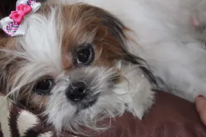 Cachorro raça Shitzu idade 5 anos nome BABI