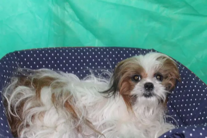 Cachorro ra a Shitzu idade 5 anos nome BABI