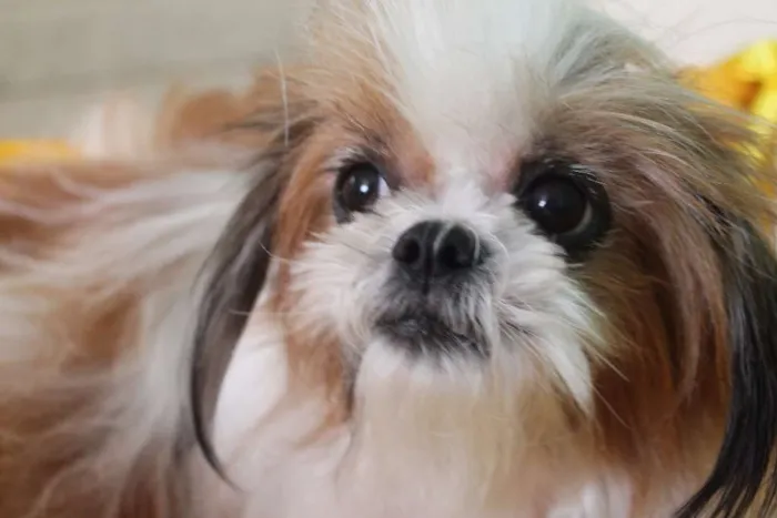 Cachorro ra a Shitzu idade 5 anos nome BABI