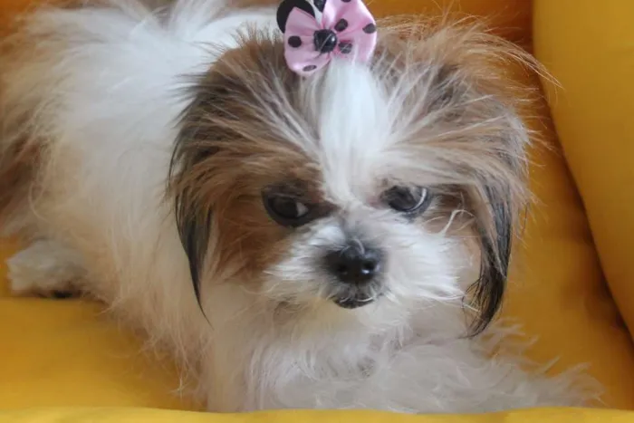 Cachorro ra a Shitzu idade 5 anos nome BABI