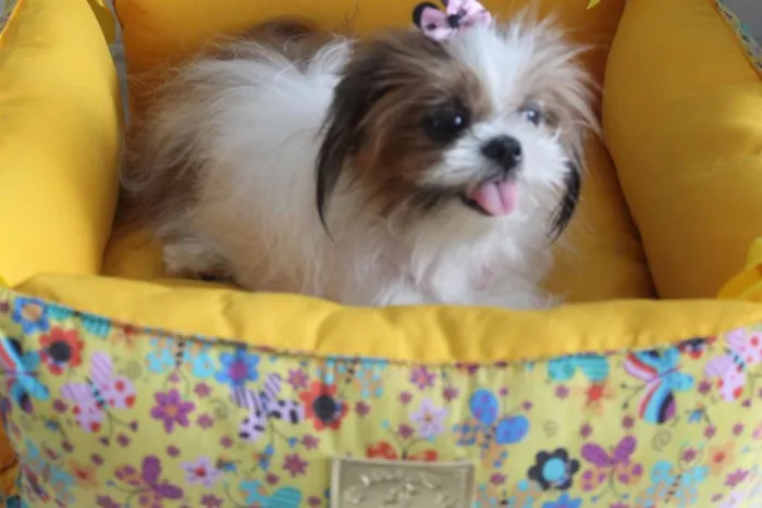 Cachorro ra a Shitzu idade 5 anos nome BABI