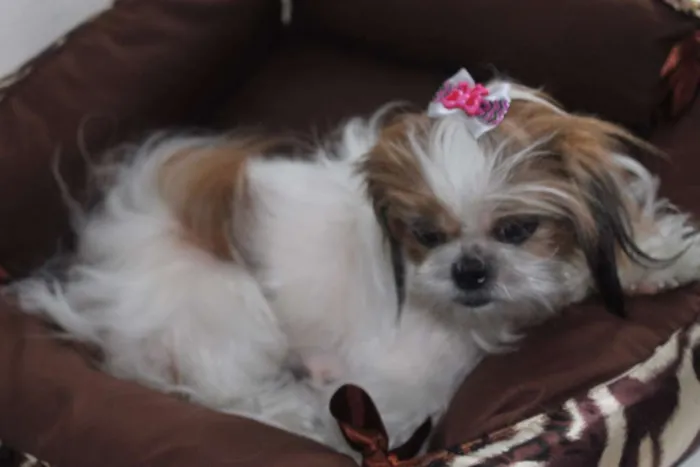 Cachorro ra a Shitzu idade 5 anos nome BABI