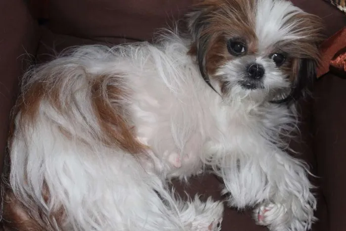Cachorro ra a Shitzu idade 5 anos nome BABI