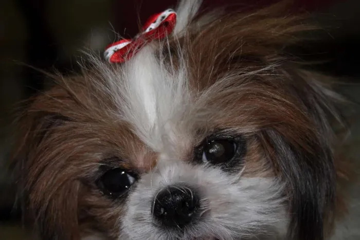 Cachorro ra a Shitzu idade 5 anos nome BABI