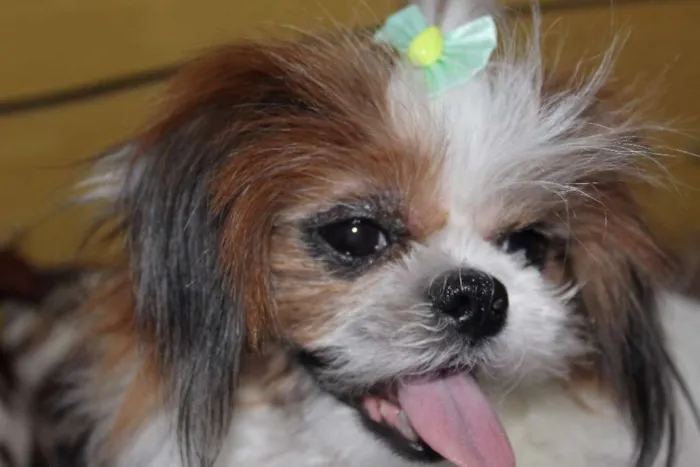 Cachorro ra a Shitzu idade 5 anos nome BABI