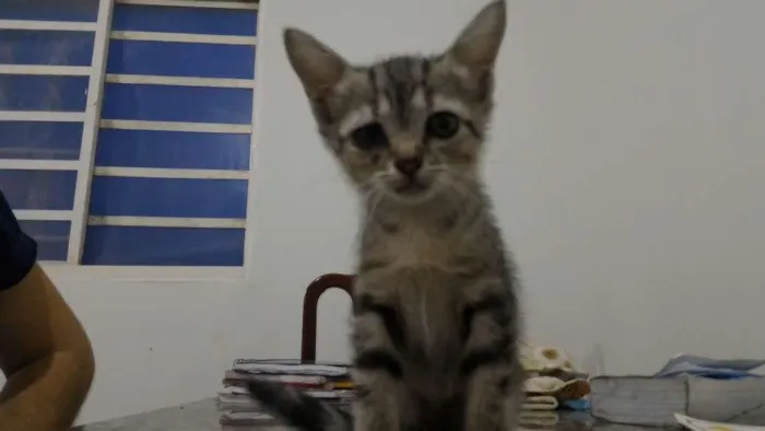 Gato ra a  idade Abaixo de 2 meses nome Não possui