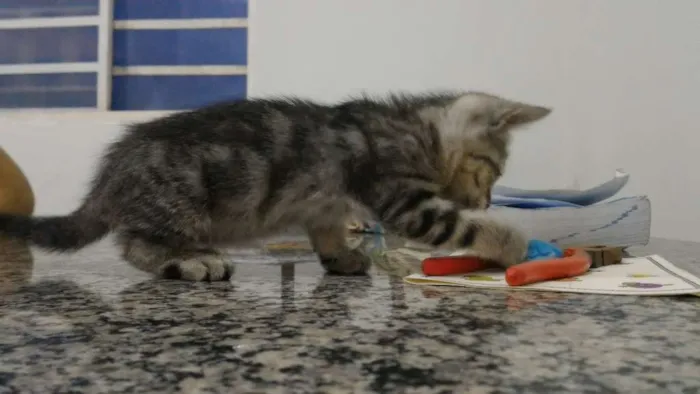 Gato ra a  idade Abaixo de 2 meses nome Não possui