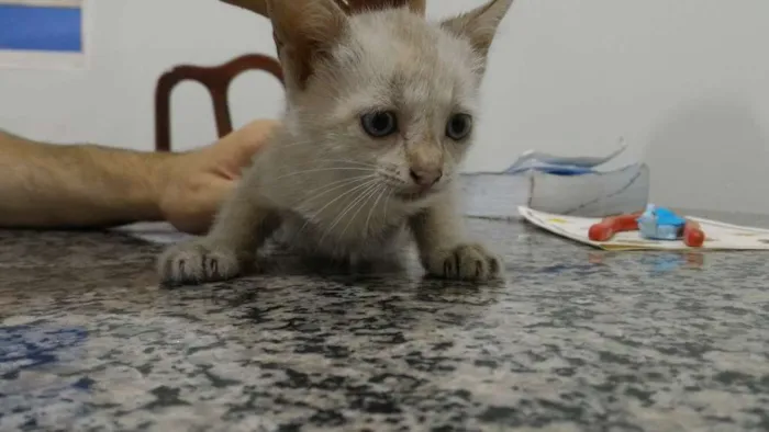 Gato ra a  idade Abaixo de 2 meses nome Não possui