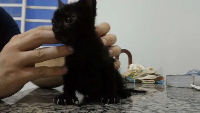 Gato ra a  idade Abaixo de 2 meses nome Não possui