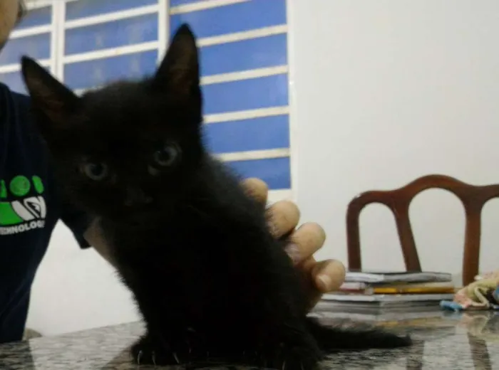 Gato ra a  idade Abaixo de 2 meses nome Não possui