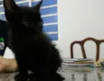 Não possui