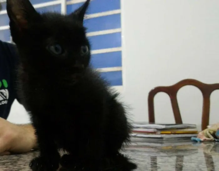 Gato ra a  idade Abaixo de 2 meses nome Não possui