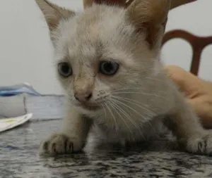 Gato raça  idade Abaixo de 2 meses nome Não possui