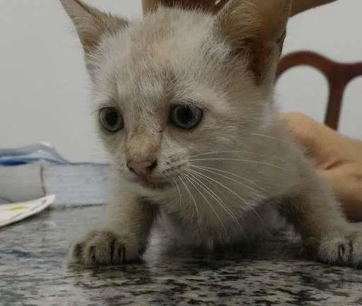 Gato ra a  idade Abaixo de 2 meses nome Não possui