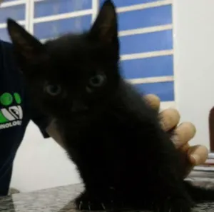 Gato raça  idade Abaixo de 2 meses nome Não possui