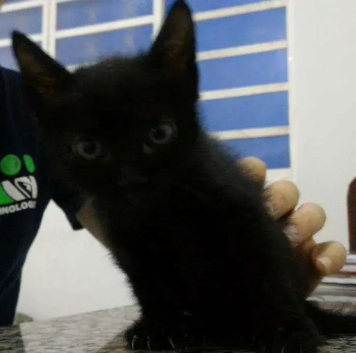Gato ra a  idade Abaixo de 2 meses nome Não possui