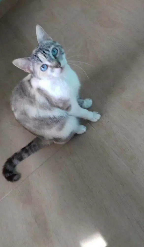 Gato ra a Mistura de siamês  idade 2 anos nome Sem nome
