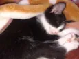 Fofuchinhos