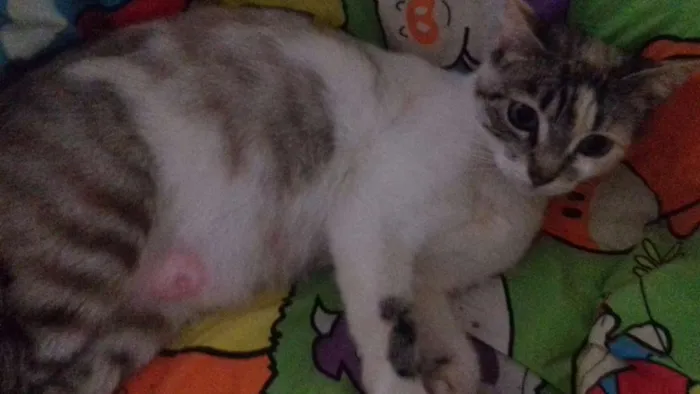 Gato ra a Mistura de siamês  idade 2 anos nome Sem nome