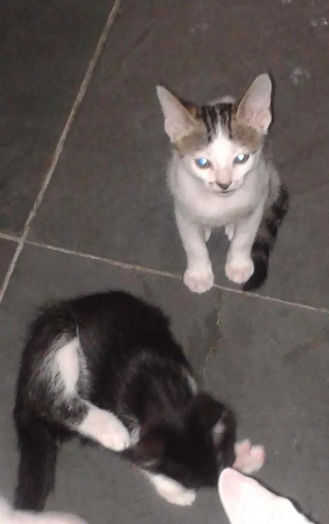 Gato ra a RND idade 2 a 6 meses nome Fofuchinhos