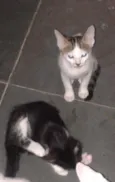 Fofuchinhos