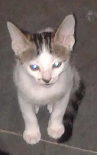 Gato ra a RND idade 2 a 6 meses nome Fofuchinhos