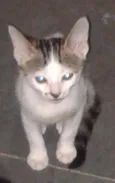 Fofuchinhos