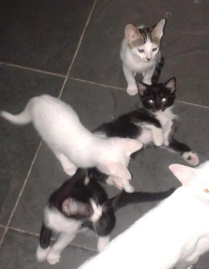 Gato ra a RND idade 2 a 6 meses nome Fofuchinhos