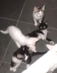 Fofuchinhos