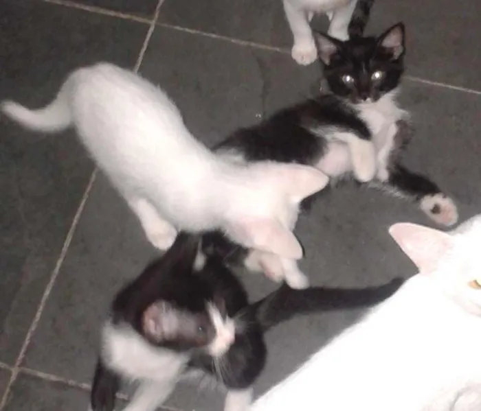 Gato ra a RND idade 2 a 6 meses nome Fofuchinhos