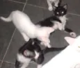 Fofuchinhos