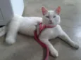 Algodão