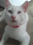 Algodão