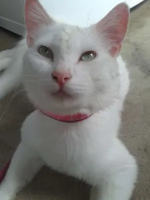 Gato raça Angorá idade 7 a 11 meses nome Algodão