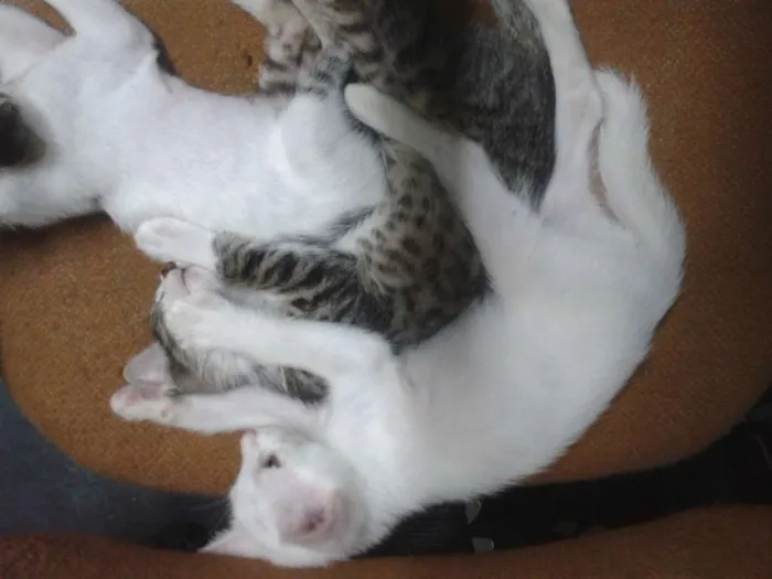 Gato ra a RND idade 2 a 6 meses nome Fofuchinhos