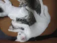 Fofuchinhos