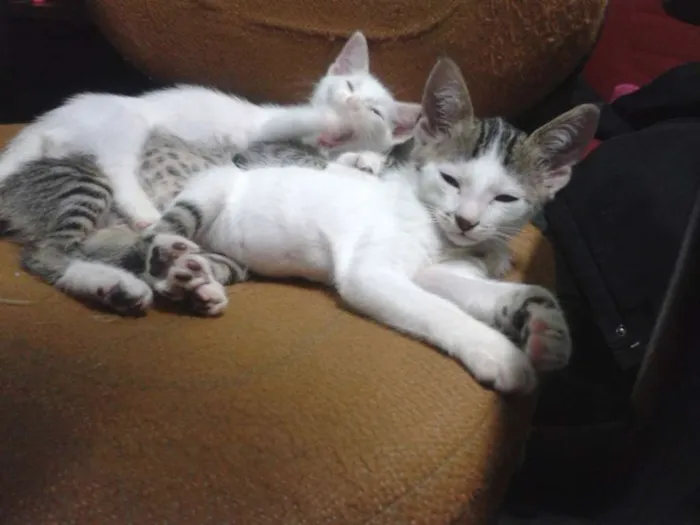Gato ra a RND idade 2 a 6 meses nome Fofuchinhos