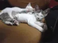 Fofuchinhos