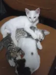 Fofuchinhos