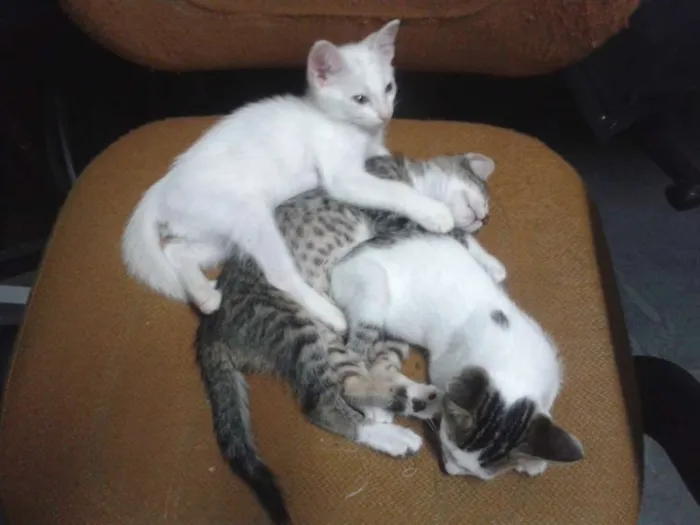 Gato ra a RND idade 2 a 6 meses nome Fofuchinhos