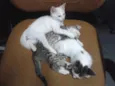 Fofuchinhos