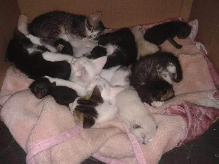 Gato ra a RND idade 2 a 6 meses nome Fofuchinhos