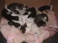 Fofuchinhos